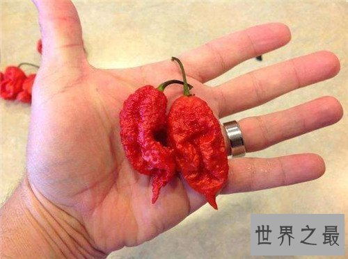 【图】娜迦毒蛇经过三种辣椒杂交 能让大脑停上去的辣