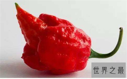 【图】娜迦毒蛇经过三种辣椒杂交 能让大脑停上去的辣