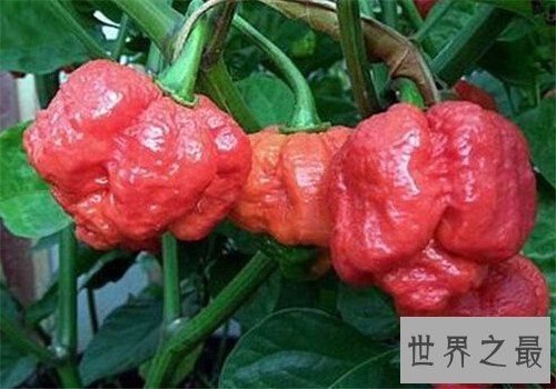 【图】娜迦毒蛇经过三种辣椒杂交 能让大脑停上去的辣
