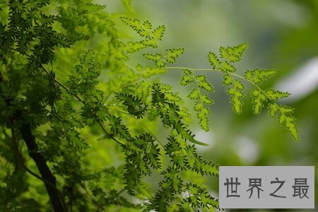 【图】海金沙的效用与作用是什么 它的价钱高吗