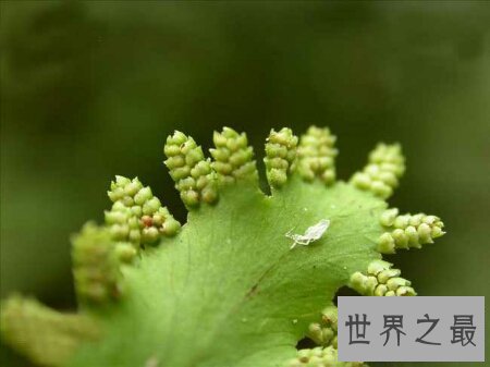 【图】海金沙的效用与作用是什么 它的价钱高吗