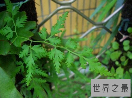 【图】海金沙的效用与作用是什么 它的价钱高吗