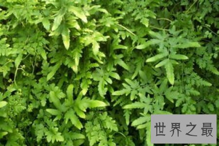 【图】海金沙的效用与作用是什么 它的价钱高吗