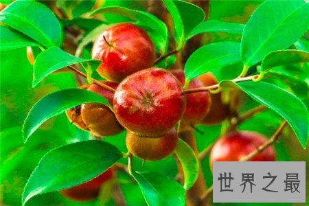 【图】油茶树所产的油茶籽油非常受欢迎 副作用也很大