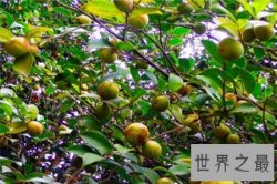 【图】油茶树所产的油茶籽油十分受欢迎 副作用也很大