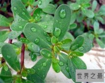 【图】马齿苋的功效与作用介绍 马齿苋的副作用与禁忌