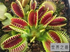 【图】食人花外观以及繁殖介绍 真实食人花并不吃人