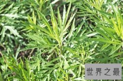 【图】陈艾是一味中药 那么陈艾的功效与作用是什么呢