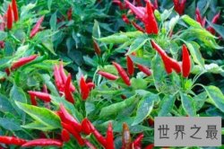 【图】最辣的辣椒可口诱人 咬一口足以让人火冒三丈