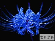 【图】世界上最美丽的花 送给最心爱的人吧！