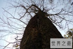 【图】最古老的树已经有九千多年的年龄里见证过世事