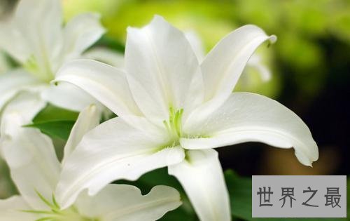 【图】心中最美的最美的花 这些花儿都有啥含义呢