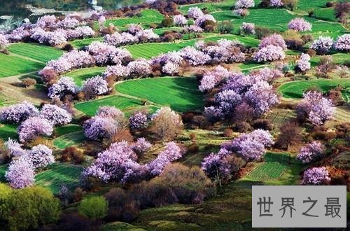 【图】心中最美的最美的花 这些花儿都有啥含义呢