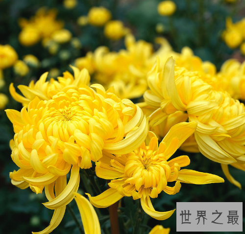 【图】中国十小名花，为首的兰花竟被炒到上亿元