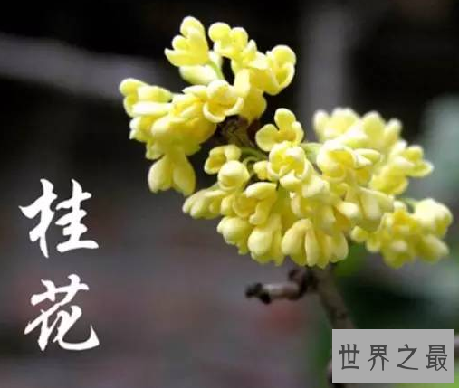【图】中国十小名花，为首的兰花竟被炒到上亿元