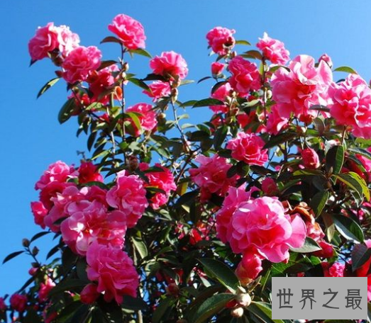 【图】中国十小名花，为首的兰花竟被炒到上亿元