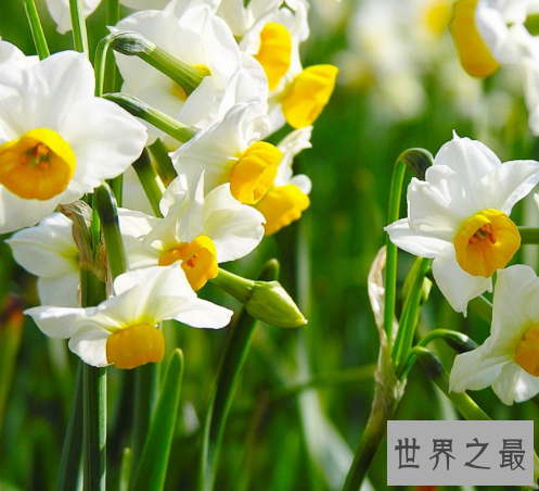 【图】中国十小名花，为首的兰花竟被炒到上亿元