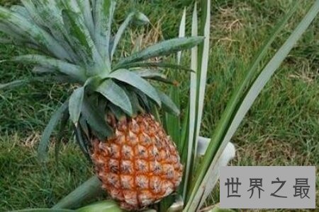 【图】菠萝树图片 带你了解菠萝生长的环境 一棵树上结