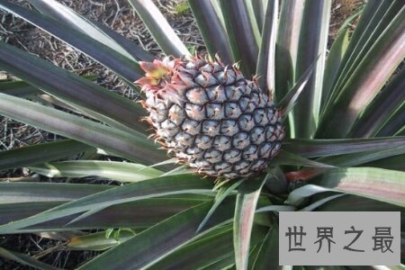 【图】菠萝树图片 带你了解菠萝生长的环境 一棵树上结