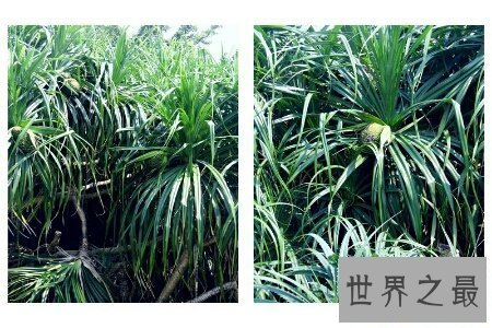 【图】菠萝树图片 带你了解菠萝生长的环境 一棵树上结