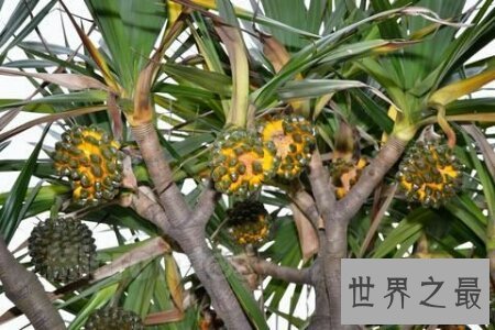 【图】菠萝树图片 带你了解菠萝生长的环境 一棵树上结