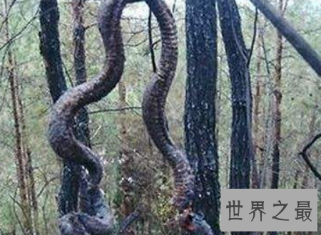 【图】蛇冠子传说中快化龙的蛇的龙角你见识过吗