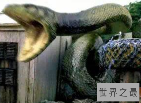 【图】蛇冠子传说中快化龙的蛇的龙角你见识过吗