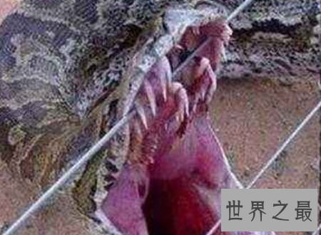 【图】蛇冠子传说中快化龙的蛇的龙角你见识过吗