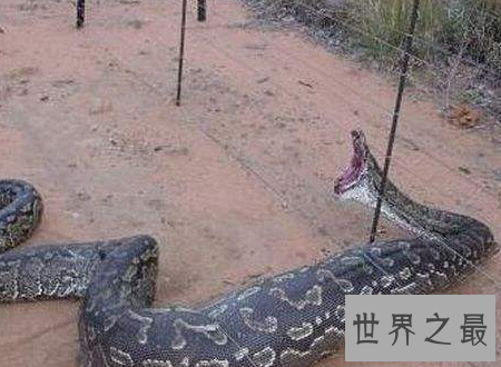 【图】蛇冠子传说中快化龙的蛇的龙角你见识过吗