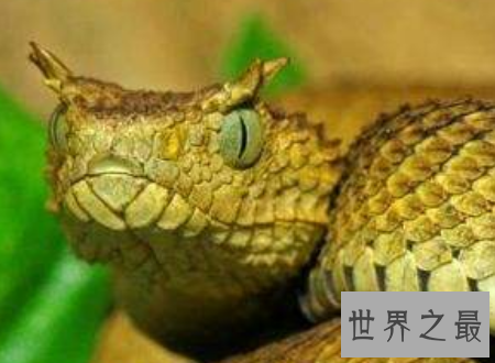 【图】蛇冠子传说中快化龙的蛇的龙角你见识过吗