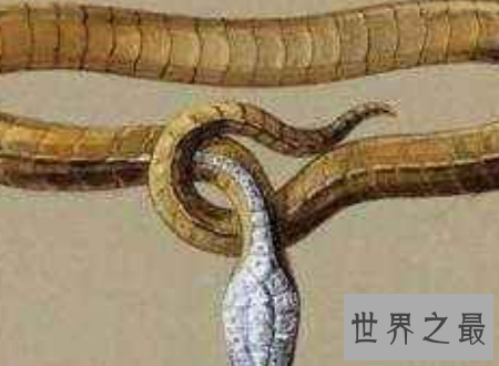 【图】蛇冠子传说中快化龙的蛇的龙角你见识过吗