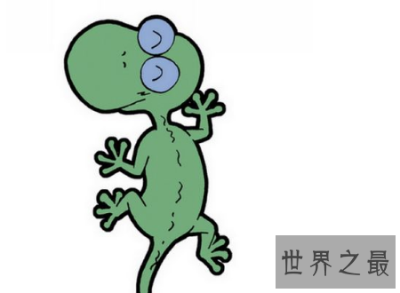 【图】壁虎有毒吗常见的可恶小动物壁虎身上的秘密