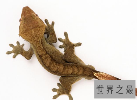 【图】壁虎有毒吗常见的可恶小动物壁虎身上的秘密