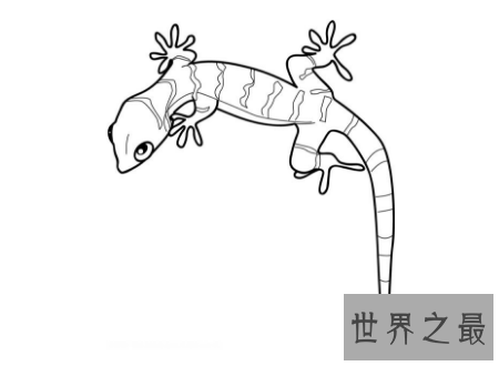 【图】壁虎有毒吗常见的可恶小动物壁虎身上的秘密