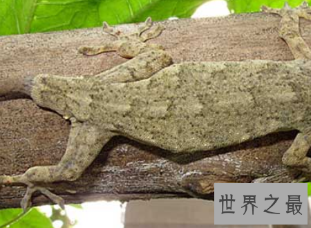 【图】壁虎有毒吗常见的可恶小动物壁虎身上的秘密