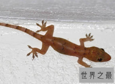 【图】壁虎有毒吗常见的可恶小动物壁虎身上的秘密