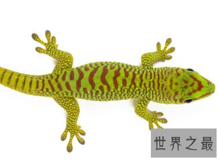 【图】壁虎有毒吗常见的可恶小动物壁虎身上的秘密