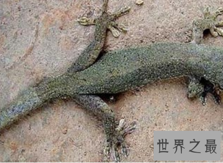 【图】壁虎有毒吗常见的可恶小动物壁虎身上的秘密