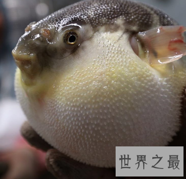 【图】妻子赌气喝下毒药 到底有多大的毒性致人死亡