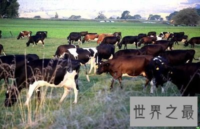 【图】新西兰是哪个国家？带你走进最美新西兰