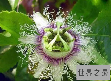 【图】日轮花漂亮的它的果实却是很好的饮品资料