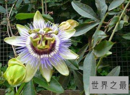 【图】日轮花漂亮的它的果实却是很好的饮品资料