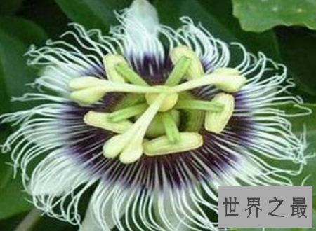 【图】日轮花漂亮的它的果实却是很好的饮品资料