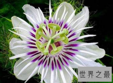 【图】日轮花漂亮的它的果实却是很好的饮品资料