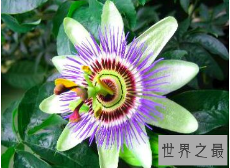 【图】日轮花漂亮的它的果实却是很好的饮品资料