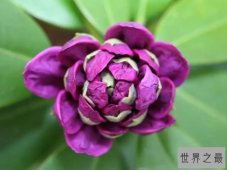 【图】世界十大最毒植物 原来大部分杜鹃花都有毒！