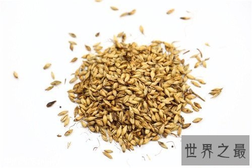 【图】炒麦芽的效用与作用 炒麦芽的忌讳和副作用引见