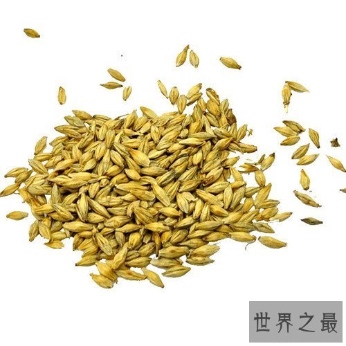 【图】炒麦芽的效用与作用 炒麦芽的忌讳和副作用引见