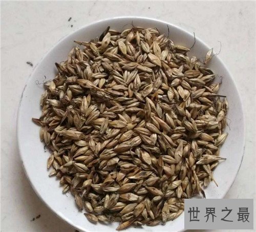 【图】炒麦芽的效用与作用 炒麦芽的忌讳和副作用引见