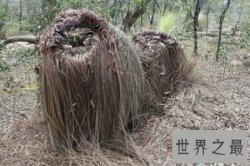 【图】炒麦芽的功效与作用 炒麦芽的禁忌和副作用介绍